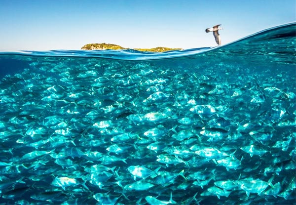 From $30 for a Sightseeing & Snorkeling Experience Around Kawau & Tawharanui - Options for Island Experiences to Great Barrier, Mokohinaus & Hen & Chicks (value up to $200)