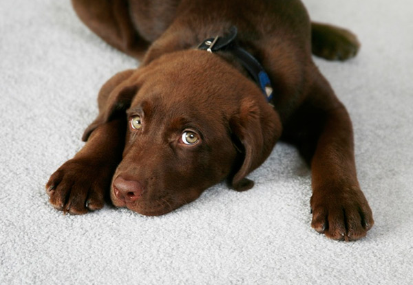 $109 for a Carpet Clean for Three Rooms of Your Choice – Options Available for Four, Five or Six Rooms (value up to $415)