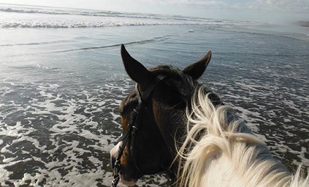 $57 for a One-Hour Horse Trek on Muriwai Beach & Through the Woodhill Forest