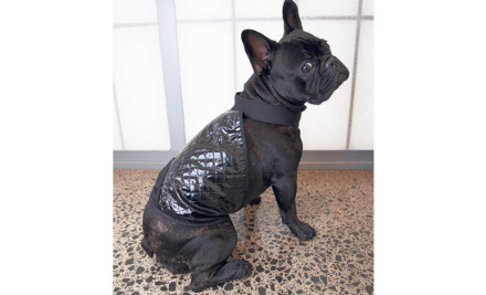 A Made-to-Measure Zambesi Coat For Your Pampered Pooch - Reverse Auction