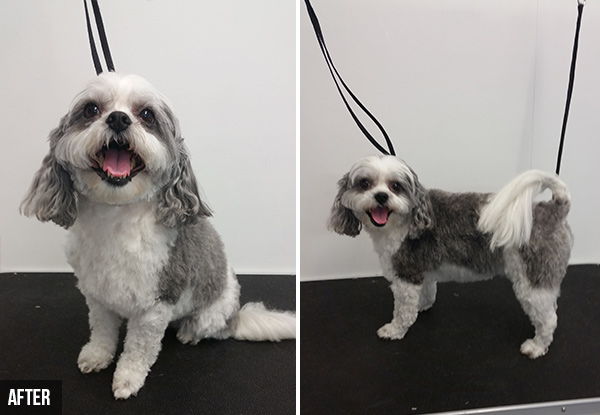 From $30 for a Dog Groom Package incl. a $10 Return Voucher – Options for Small, Medium, Large & Extra Large Dog (value up to $95)