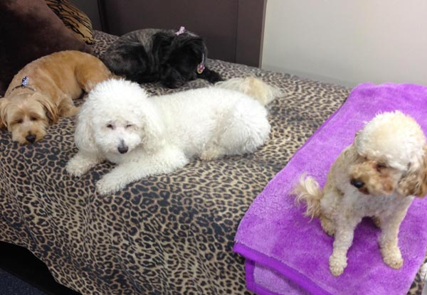 $39 for a Luxe Dog Groom incl. Wash, Full Clip, Groom, Blow Dry & Nail Clip for a Small Dog or $49 for Medium Dog