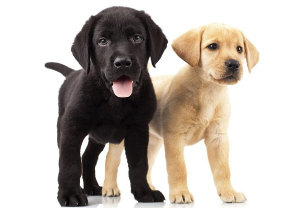Up to 55% Off Pet Spaying or Neutering for Cats & Dogs (value up to $350)