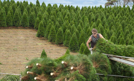 From $29 for a Christmas Tree Including Removal After Christmas - Choose from Two Sizes & Five Pick-Up Locations