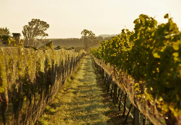 $169 for a Weeknight Stay for Two People in a Winemakers Cottage incl. Buffet Breakfast & WiFi