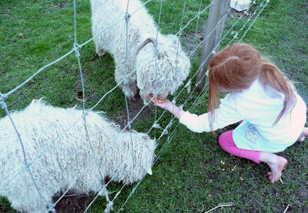 $3 for a Child Entry to Petting Zoo or $6 for an Adult (value up to $8)