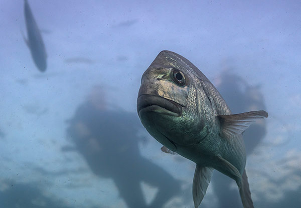 $89 for a Guided Dive Tour in New Zealand's First Marine Reserve incl. Two Dive Tanks & Weights or $110 incl. Full Dive Equipment - Option Available for Two People