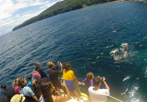 Up to 50% off a Full-Day Dolphin Swimming Experience incl. BBQ Lunch, Wetsuits & All Snorkelling Gear – Options Available for Child or Adult, Two Adults & for Weekends (value up to $270)