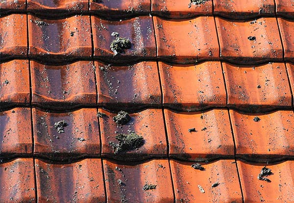From $150 for a Roof Wash with Moss & Lichen Treatment, & Gutter & Down Pipes Cleaned