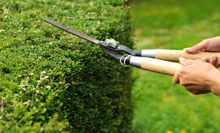 $89 for Four Hours of Gardening & Property Services