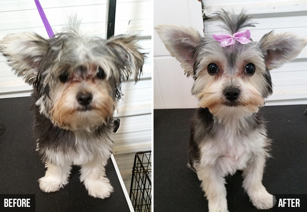 From $30 for a Dog Groom Package incl. a $10 Return Voucher – Options for Small, Medium, Large & Extra Large Dog (value up to $95)