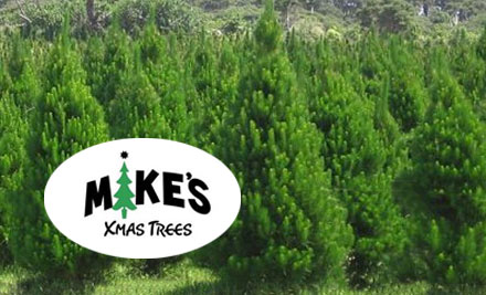 From $29 for a Christmas Tree Including Removal After Christmas - Choose from Two Sizes & Five Pick-Up Locations
