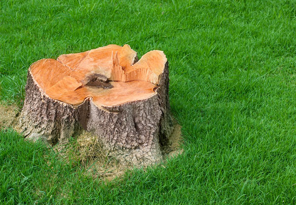 Up to 50% off Stump Grinding services (value up to $260)