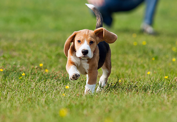 From $59 for a Five-Week Beginners Dog Training Course (value up to $189)