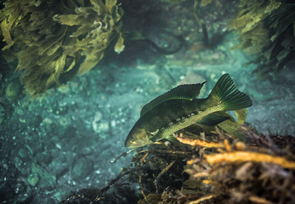 $89 for a Guided Dive Tour in New Zealand's First Marine Reserve incl. Two Dive Tanks & Weights or $110 incl. Full Dive Equipment - Option Available for Two People