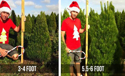 From $29 for a Christmas Tree Including Removal After Christmas - Choose from Two Sizes & Five Pick-Up Locations