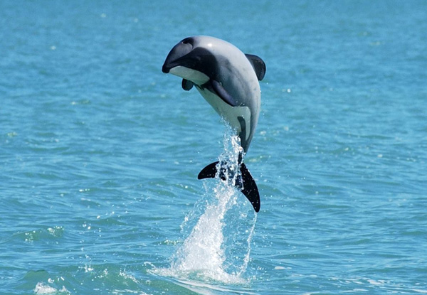 50% off an Adult or Child Two-Hour Akaroa Harbour Nature Cruise (value up to $75)