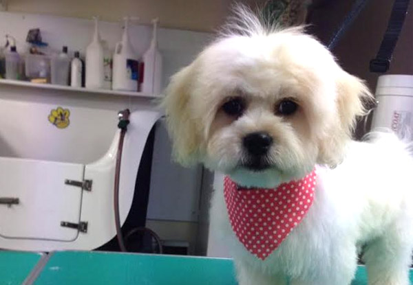 $39 for a Luxe Dog Groom incl. Wash, Full Clip, Groom, Blow Dry & Nail Clip for a Small Dog or $49 for Medium Dog