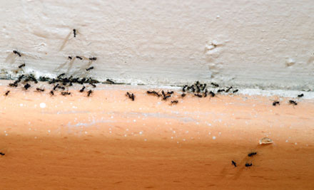 From $45 for Internal & Exterior Pest Control Spring Service - Options Available for Three, Four & Five Bedroom Homes, Single Level & Two Storey
