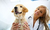Veterinary Health Check & Vaccination