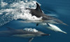 Tikapa Moana Whale & Dolphin Wildlife Cruise