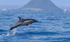 Wild Dolphin Encounter Half-Day Spring Cruise