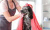 45-Min Dog Full Luxury Grooming Package