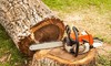 Professional Arborist Services