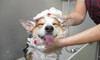 Dog Grooming Pamper Session