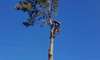 Tree Maintenance Services