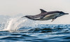 Half-Day Dolphin & Wildlife Cruise