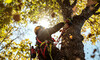 Tree Maintenance Package