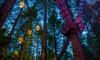 Ultimate Redwoods Adventure Combo Experience