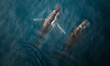 Whale Watching Flight in Kaikoura