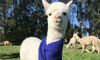 Alpaca Feeding incl. 5% off Food & Drinks