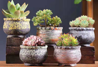 Five-Piece Abstract Ceramic Succulent - Available in Two Options