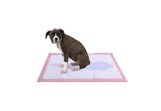 Charcoal Puppy Toilet Training Pads - 50, 100, 200 or 400-Pack Available