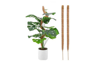 Two-Pack 90cm Plant Moss Pole