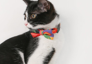 Pidan Premium Cat Bow Tie Collar and Stylish Accessory - Four Options Available - Elsewhere Pricing $15.90