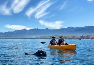 2.5 - 3 Hour Guided Kaikoura Seal & Marine Life Kayaking Experience for One Adult - Options for Child, Two Adults or Four Adults - Valid from 1st September 2021