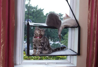 Suction Cup Double-Layer Cat Window Hammock