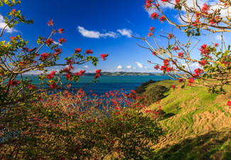 Half Day Enchanting Duder Regional Park Walking Tour