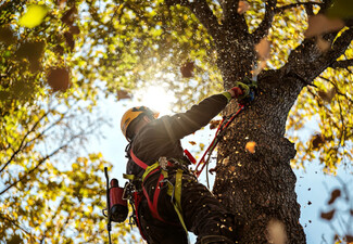 One-Hour Tree Maintenance Package incl. Wood & Garden Waste Removal - Options for Two & Four Hours