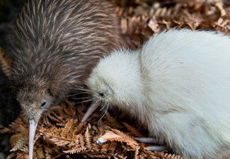 Pukaha National Wildlife Centre Admission - Options for Child, Adult, Senior or a Family Pass