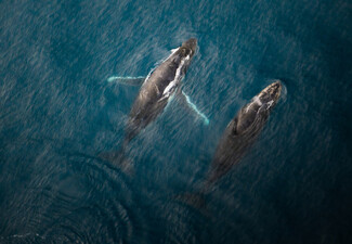 20% Off Adult Fares on a 30-Minute Whale Watch Flight - Option for Private Hire for up to Seven Passengers