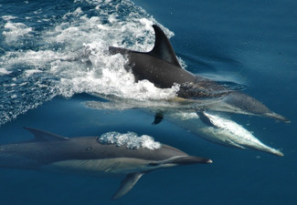 Tikapa Moana Whale & Dolphin Wildlife Cruise, 1 Adult & 1 Child - Take the Kids for Free these School Holidays!