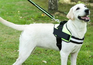 Adjustable Pet Harness Vest - Five Colours & Six Sizes Available