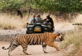 Per Person, Twin Share 10-Day India's Golden Triangle with Safari Tour