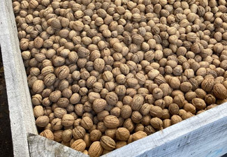 New Season New Zealand Grown Walnuts - Options for 2kg & 4kg