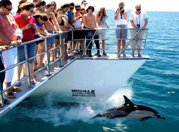 Whale & Dolphin Safari Ticket